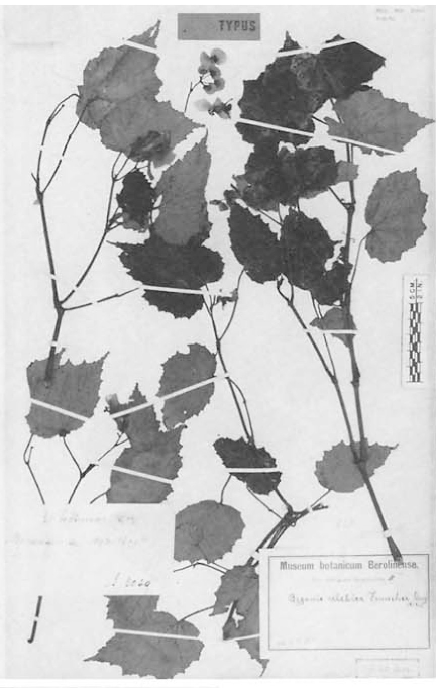 B. celebica